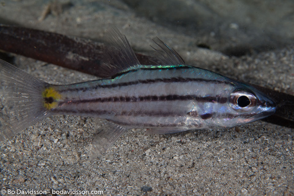 BD-140314-Padre-Burgos-1942-Cheilodipterus-isostigmus-(Schultz.-1940)-[Dog-toothed-cardinalfish].jpg